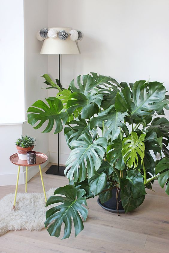 Philodendron