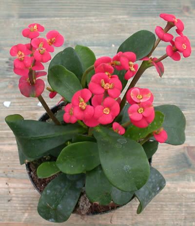 Euphorbia milii