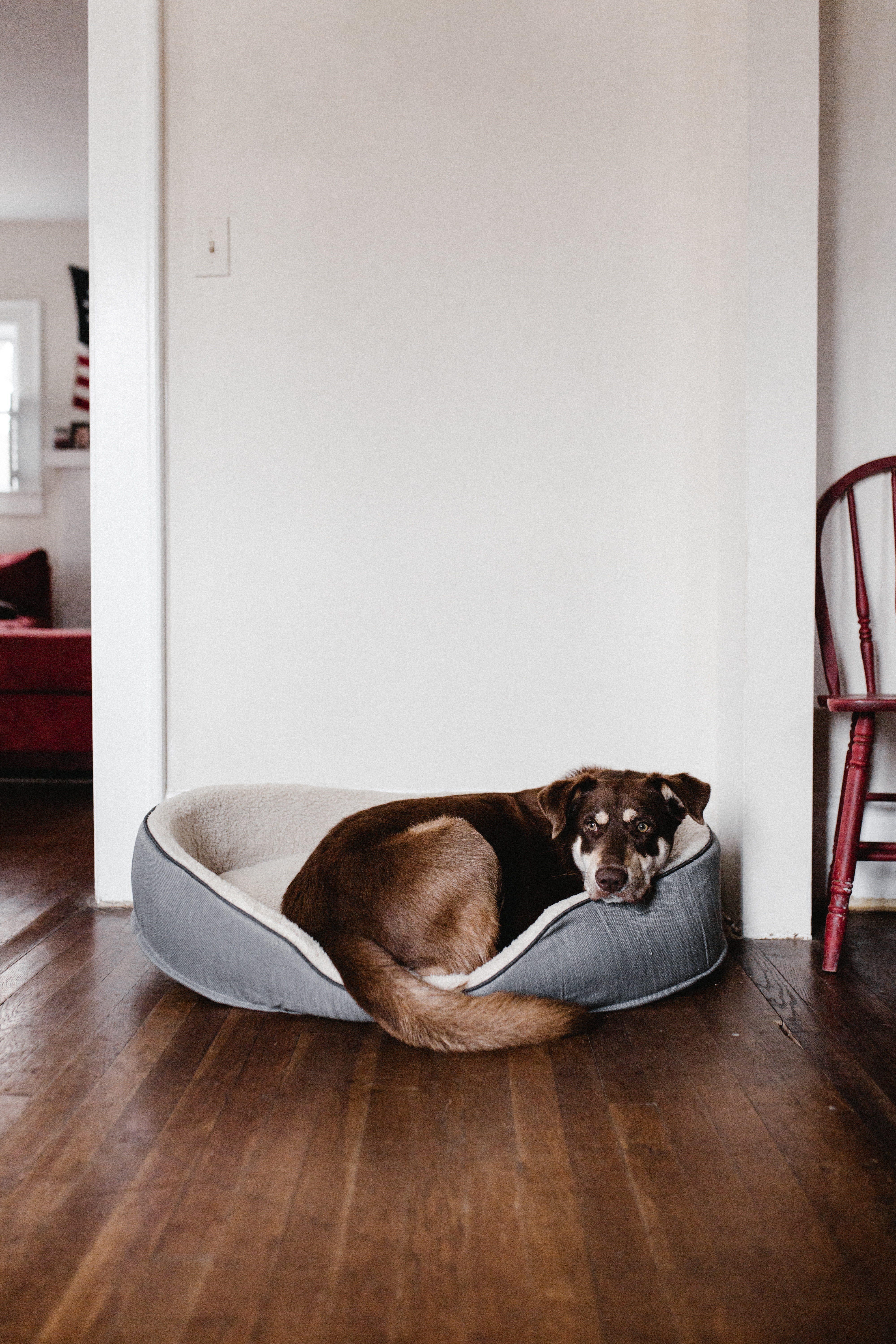 Il Cane In Casa