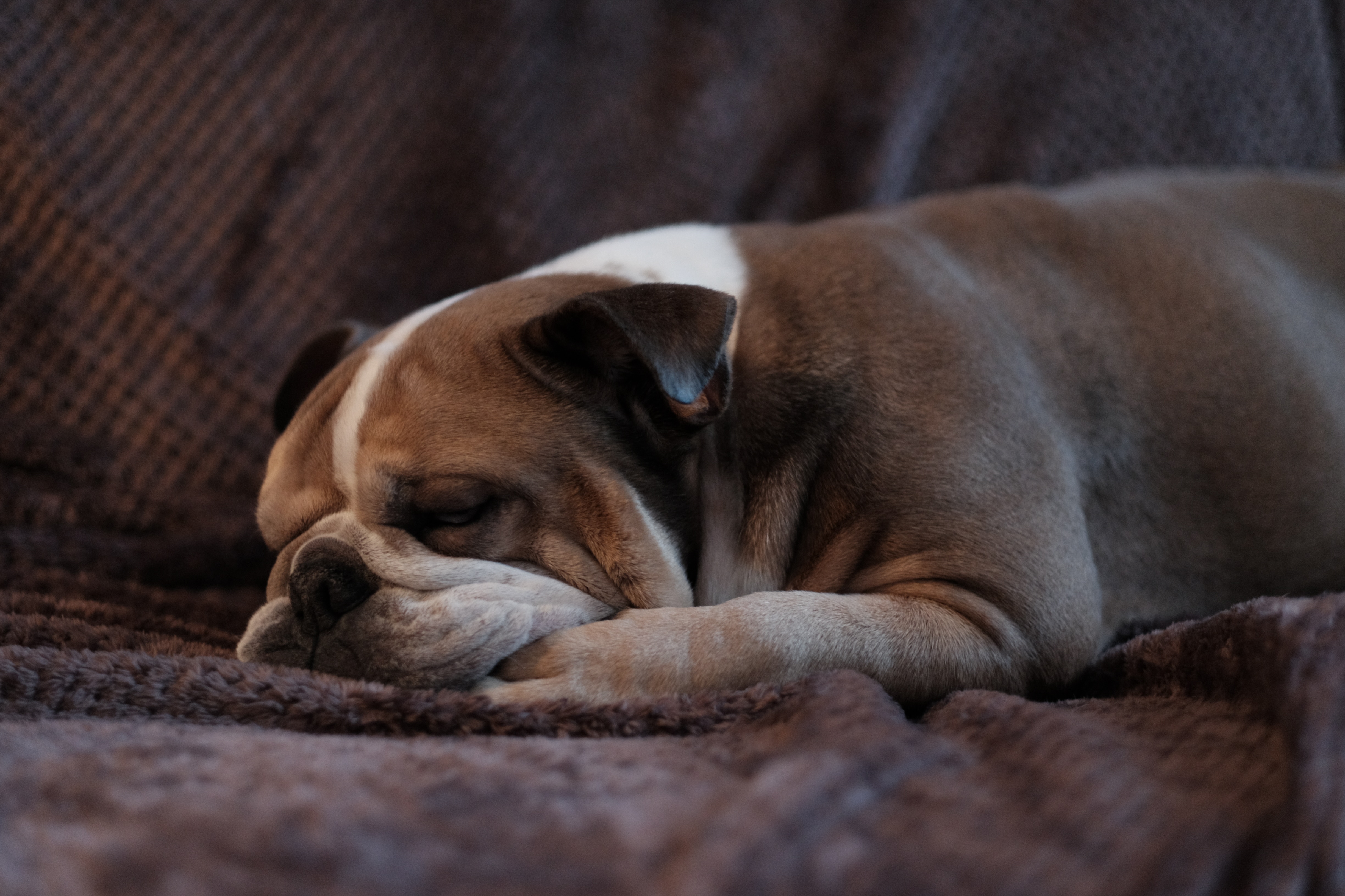 il cane in casa